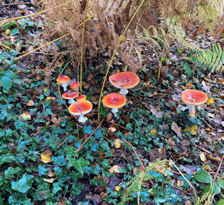 fungi